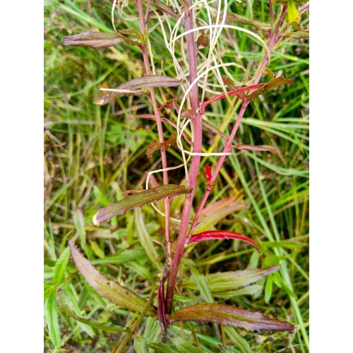 Image of Epilobium pallidiflorum by (c) Courtney Tregurtha-Nairn, some rights reserved (CC BY)