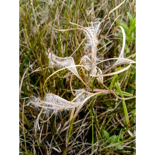 Image of Epilobium pallidiflorum by (c) Courtney Tregurtha-Nairn, some rights reserved (CC BY)