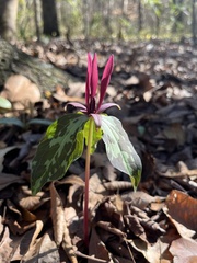 Trillium maculatum