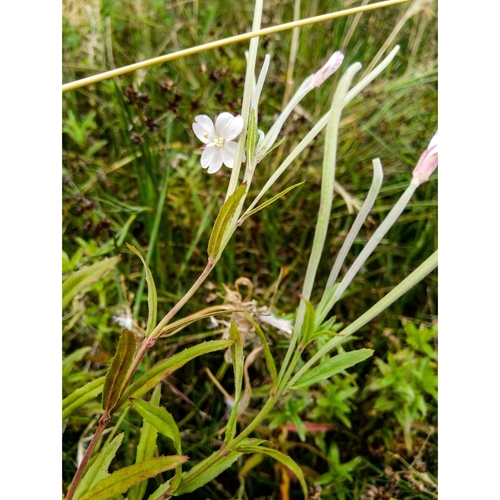 Image of Epilobium pallidiflorum by (c) Courtney Tregurtha-Nairn, some rights reserved (CC BY)