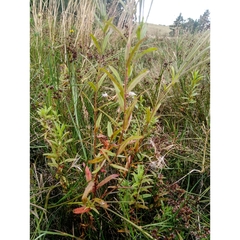 Epilobium pallidiflorum