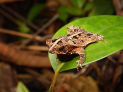 Sharp-Nosed Forest Toad photo 5