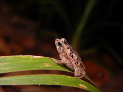 Sharp-Nosed Forest Toad photo 2