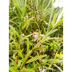 Epilobium pallidiflorum