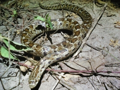 Pseudoficimia frontalis