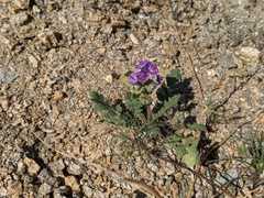 Phacelia crenulata