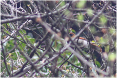 Pterorhinus berthemyi