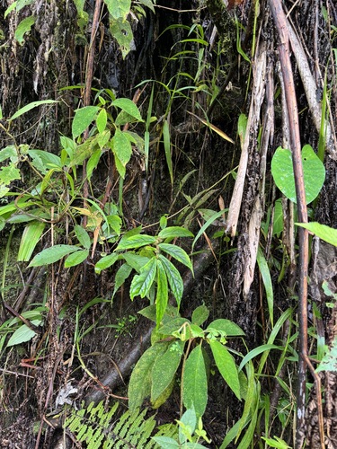 Cyrtandra nodulosa