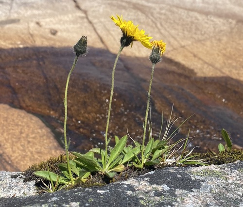Opmerkelijk havikskruid (Hieracium eximium)
