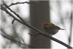 Abroscopus albogularis