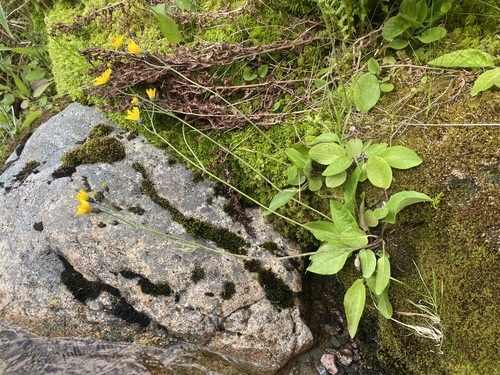 dense-haired hawkweed (Hieracium dasythrix)