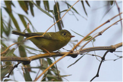 Phylloscopus intermedius