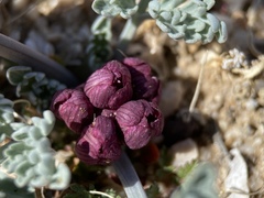Vesper multinervatus