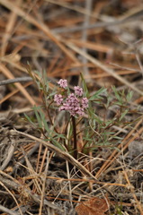 Lomatium geyeri