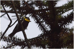 Machlolophus spilonotus