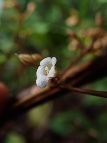 Rhynchotechum parviflorum