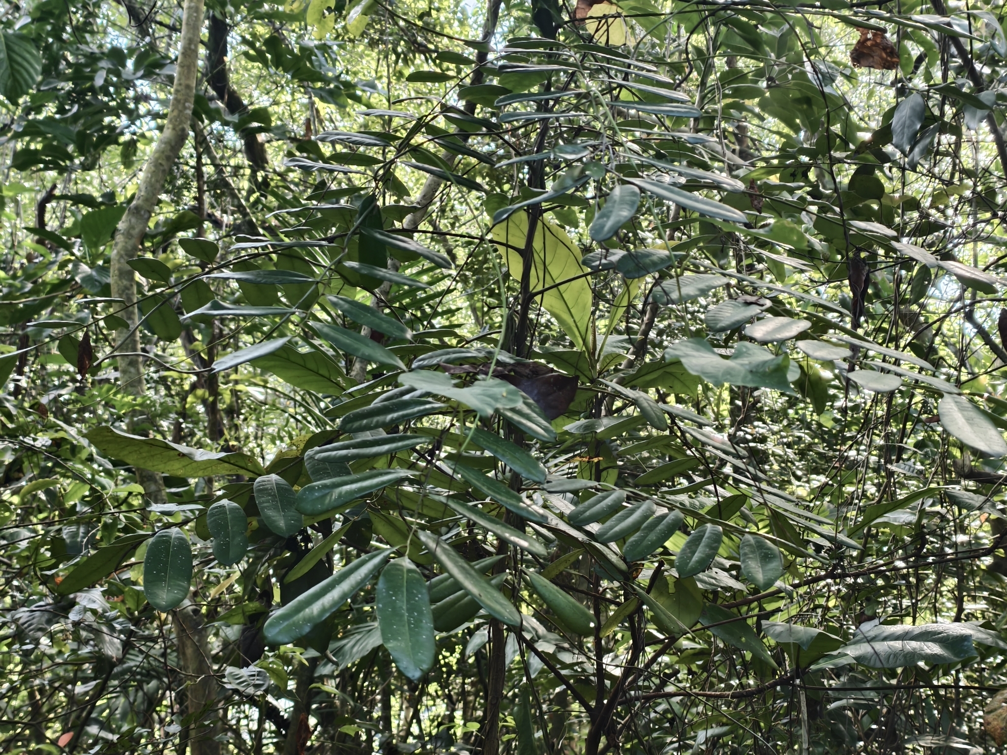Foto de Simarouba glauca DC.