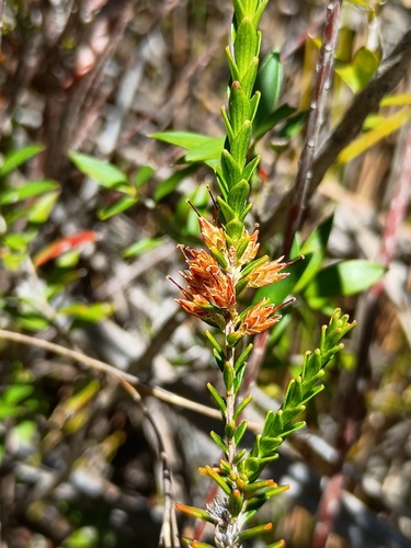 blunt-leaf heath (Epacris obtusifolia)