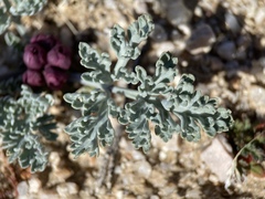 Vesper multinervatus