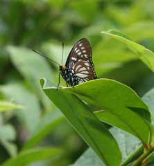 Euripus nyctelius