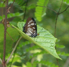 Euripus nyctelius