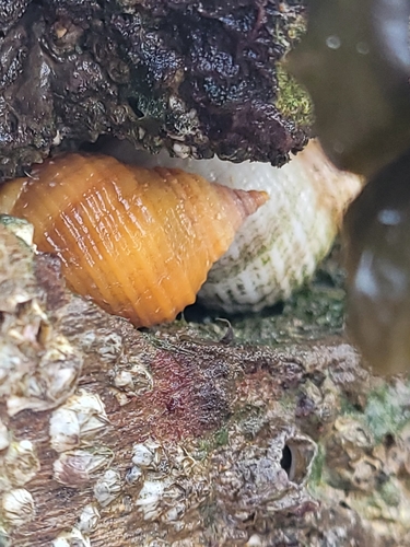 Nucella lapillus