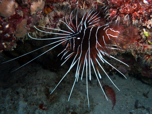 Photo of Clearfin lionfish (Pterois radiata)