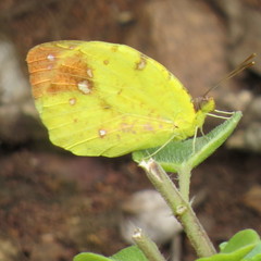 Afrodryas leda