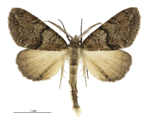 Common Forest Looper