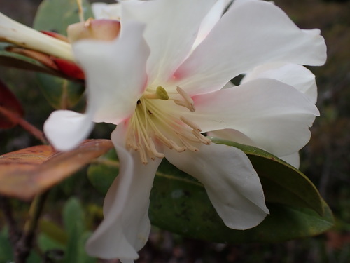 Rhododendron konori observed 2026-02-07