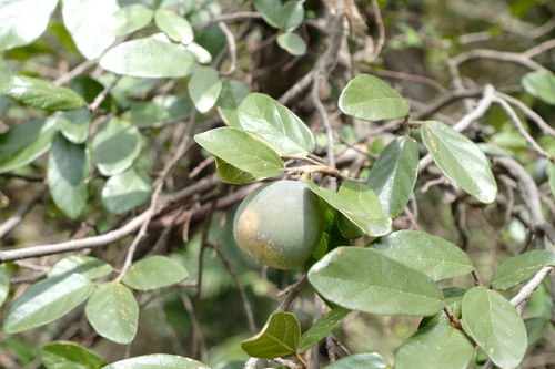 Creeping Fig (Ficus pumila)