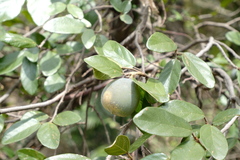 Figuier Rampant (Ficus pumila)