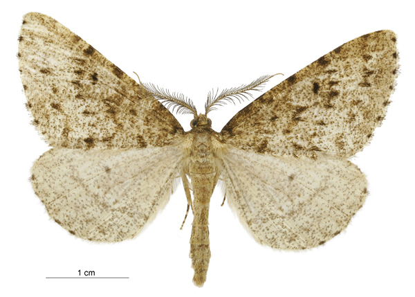 Pseudocoremia terrena