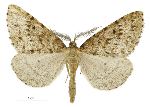 Pseudocoremia terrena