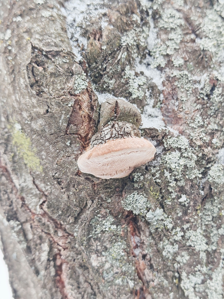 Phellinus pomaceus · February 2026 · photo: © p_andrey (iNaturalist, cc-by-nc)