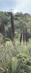 Puya goudotiana, photograph (c) scaup, some rights reserved (CC BY)