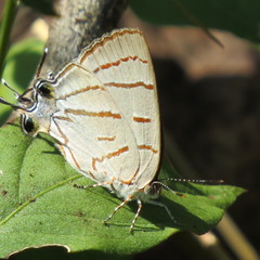 Hemiolaus caeculus
