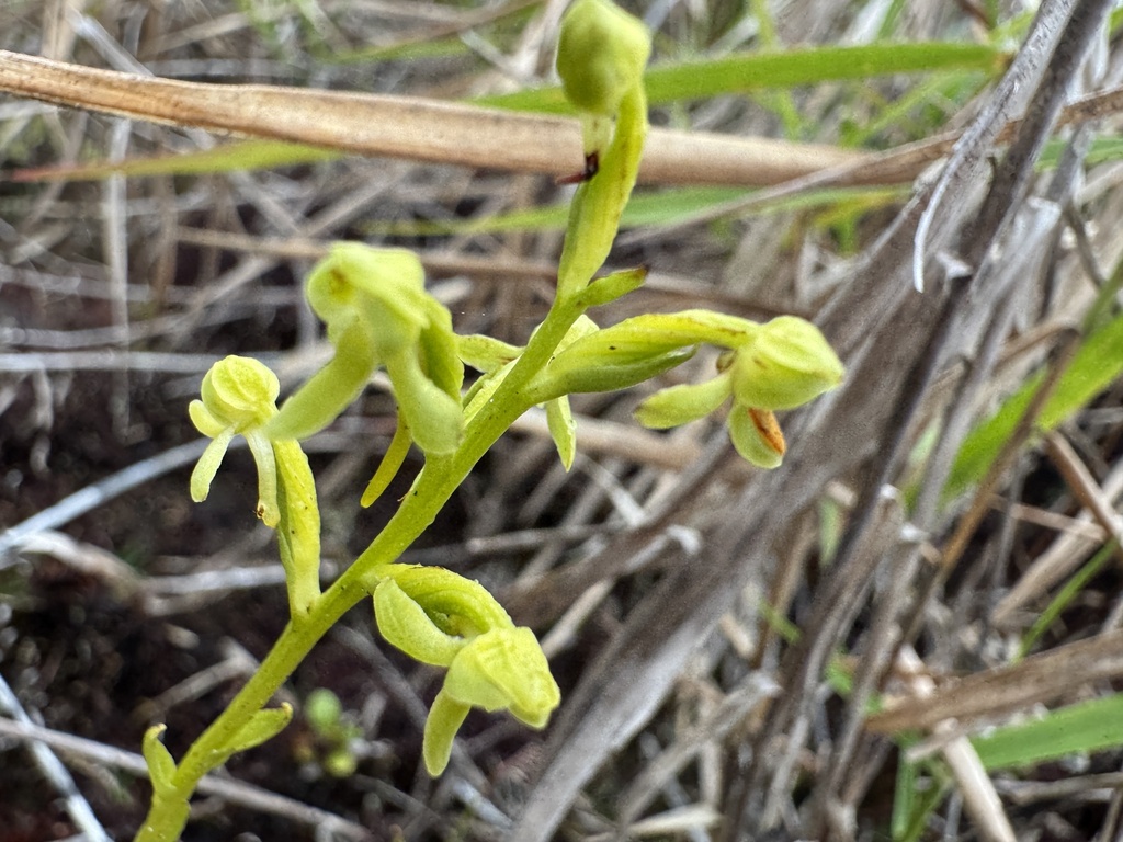 Platanthera elliptica