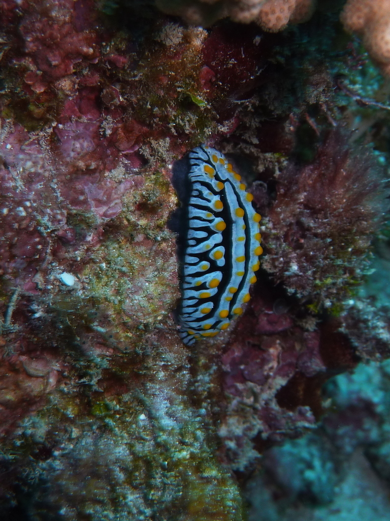 Variable Wart Slug
