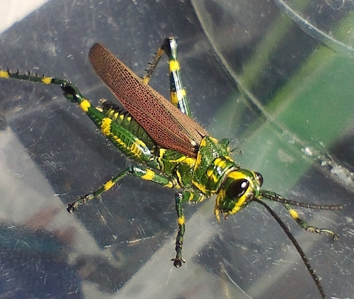 Soldier Grasshopper