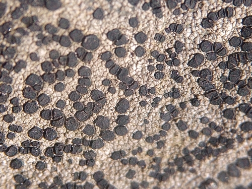 concentric boulder lichen