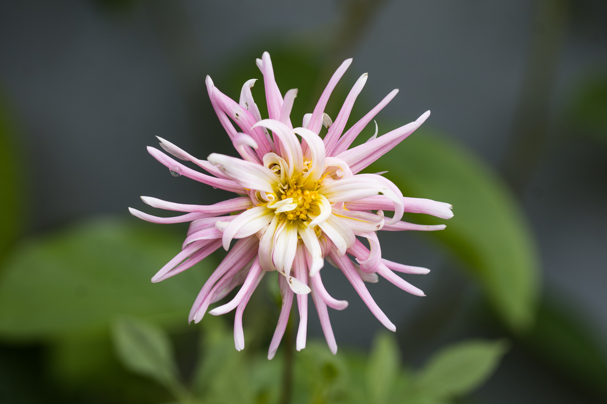 Garden Dahlia (Dahlia pinnata)