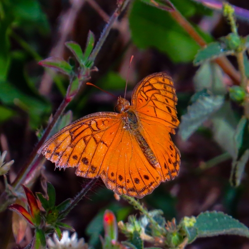 Mexican Fritillary
