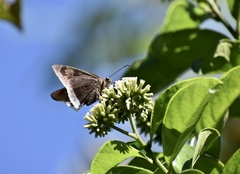 Astraptes habana