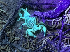 Anuroctonus phaiodactylus