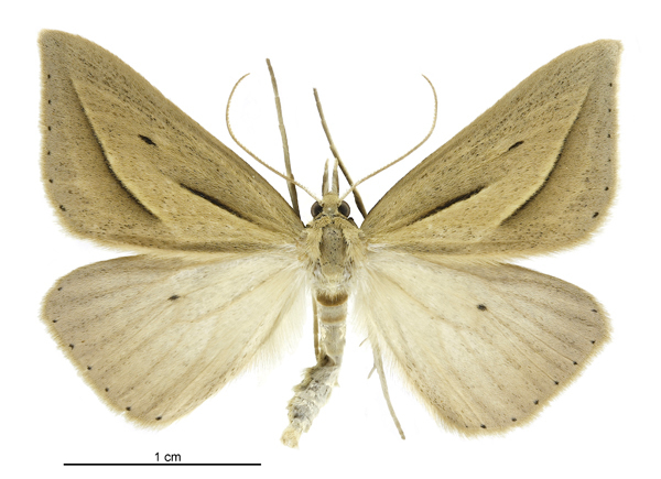 Yellow Broom Looper