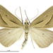 Yellow Broom Looper - Photo (c) Landcare Research New Zealand Ltd., some rights reserved (CC BY)
