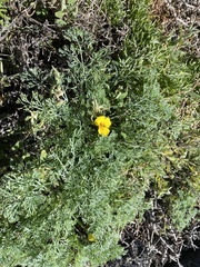 Eschscholzia ramosa