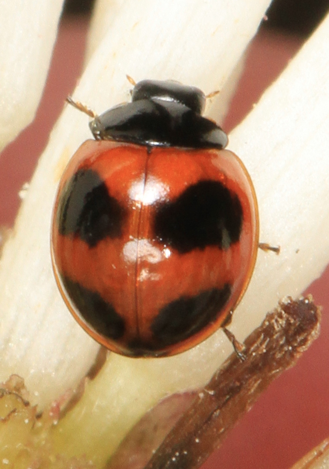 Exochomus childreni
