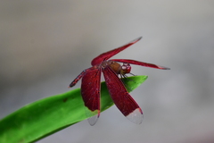Neurothemis ramburii